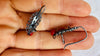 Vintage Oaxacan Filigree Earrings. Coral Sterling & Silver. Gusanos. Mexico. 2808