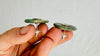 Guatemalita Earrings. Sterling Silver Posts. 4296