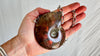Ammonite Pendant Necklace. Chunky Sterling Silver Chain. 1405
