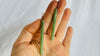 Jade & Sterling Silver Earrings. Canadian Jade. 1361
