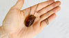 Amber Anatomic Heart Pendant on Sterling Silver Snake Chain. Atelier Aadya