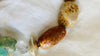 Fossilized Coral, Yellow Apatite and Ammonite Necklace. Atelier Aadya